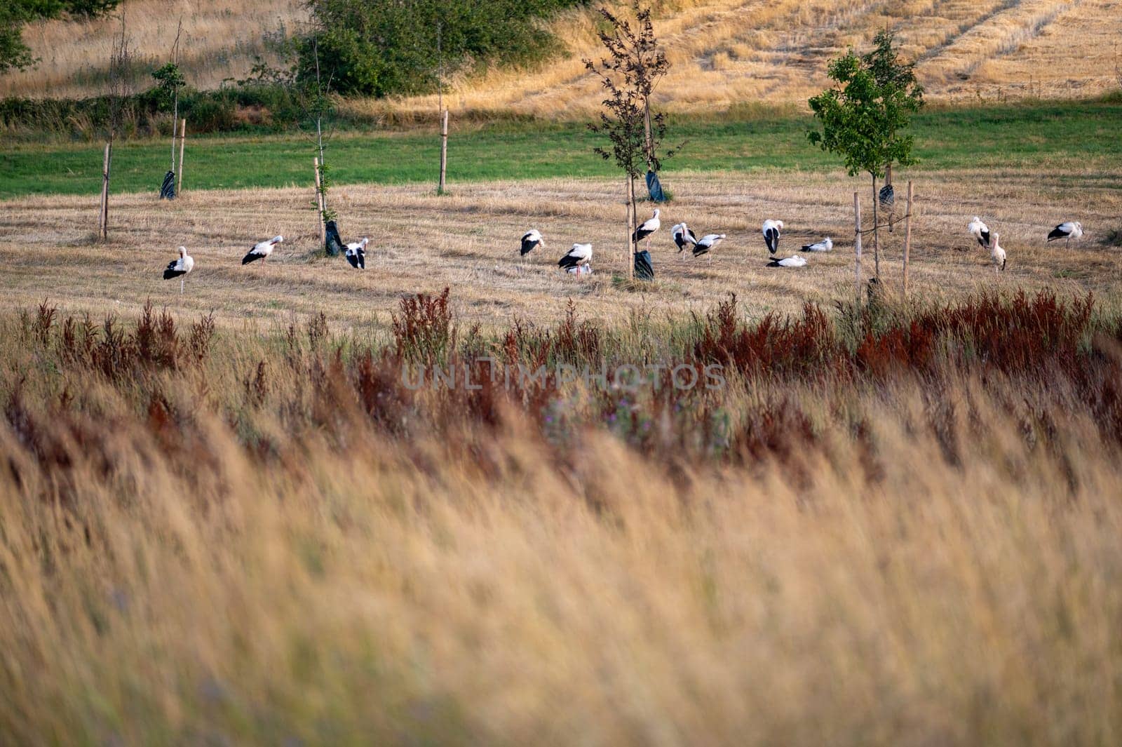 Many white storks ( Ciconia ciconia ) gather in a green meadow towards evening and preen themselves