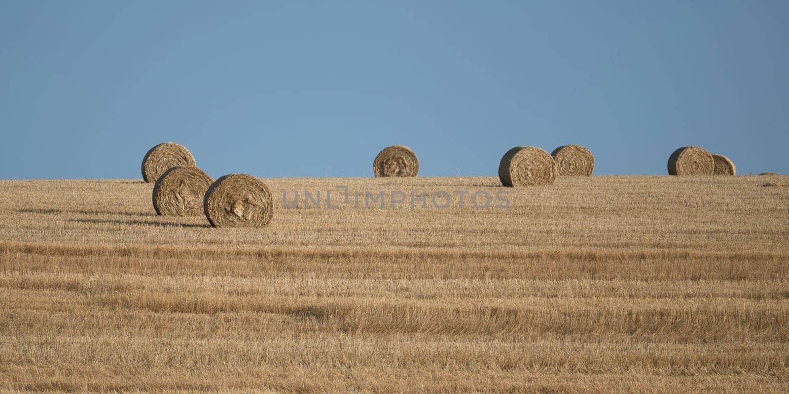 Straw bales on harvested field  with blue sky