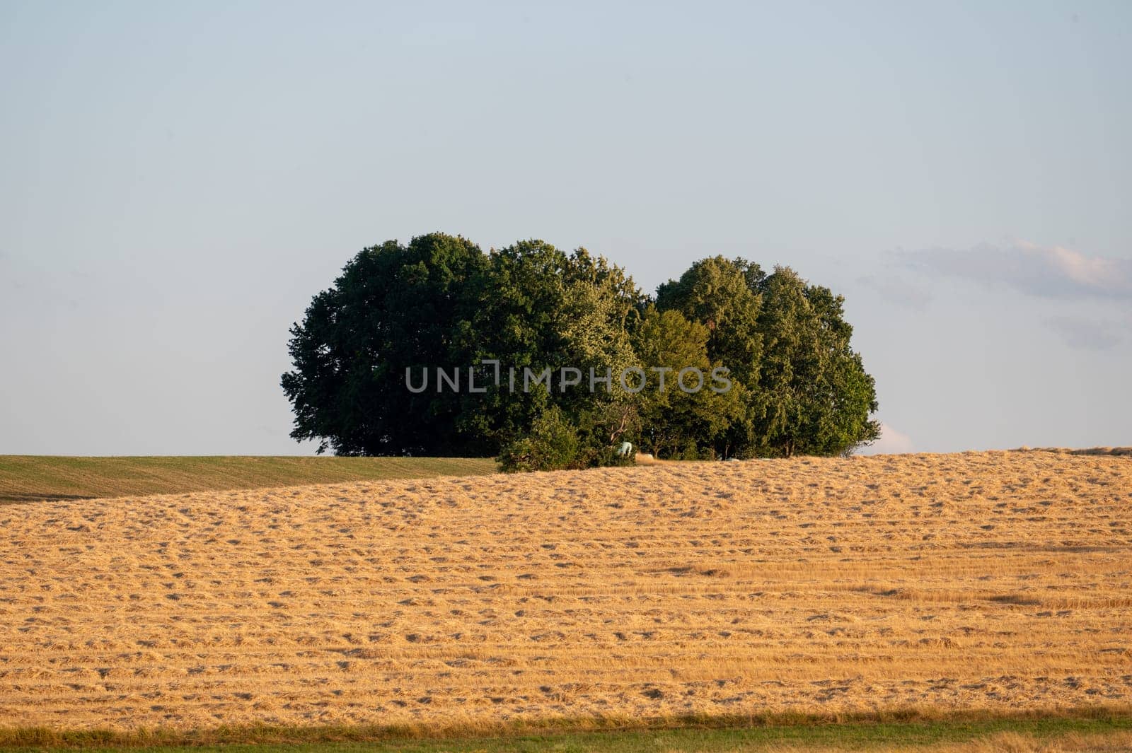 Harvested cornfield with a few large trees and sky