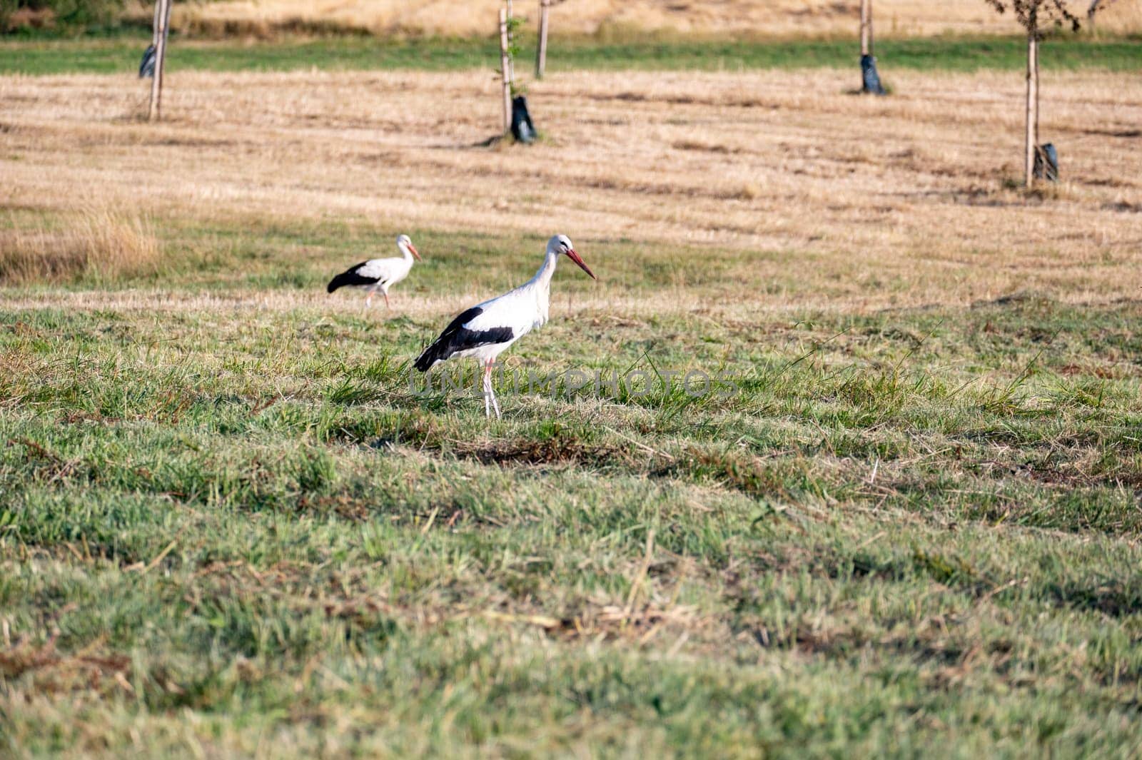White stork ( Ciconia ciconia ) stands on a green meadow