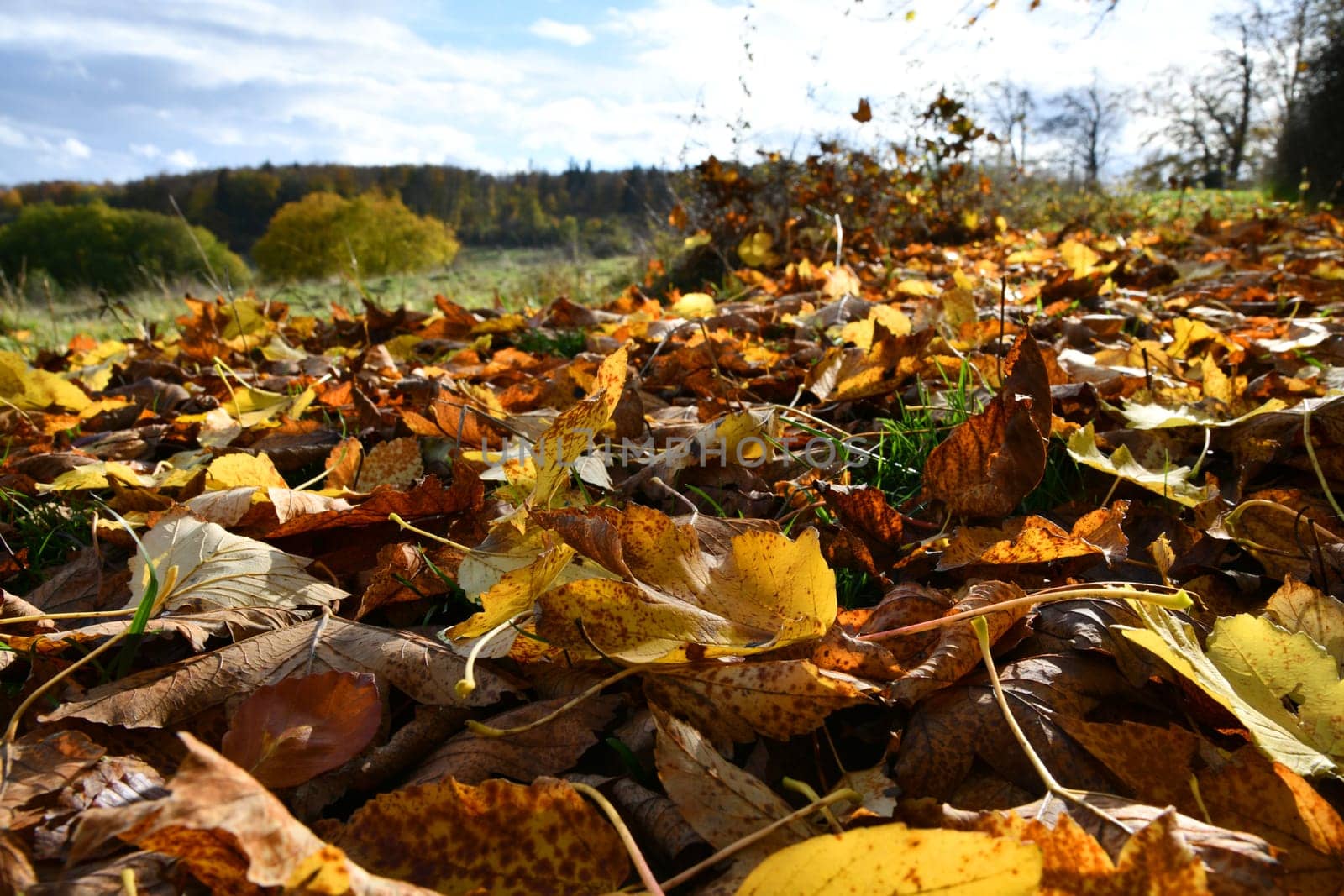 colorful leaves cover a meadow with their blaze of colour