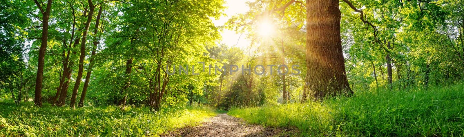 Beautiful background of the natural park with narrow trail in summer. Panoramic view.