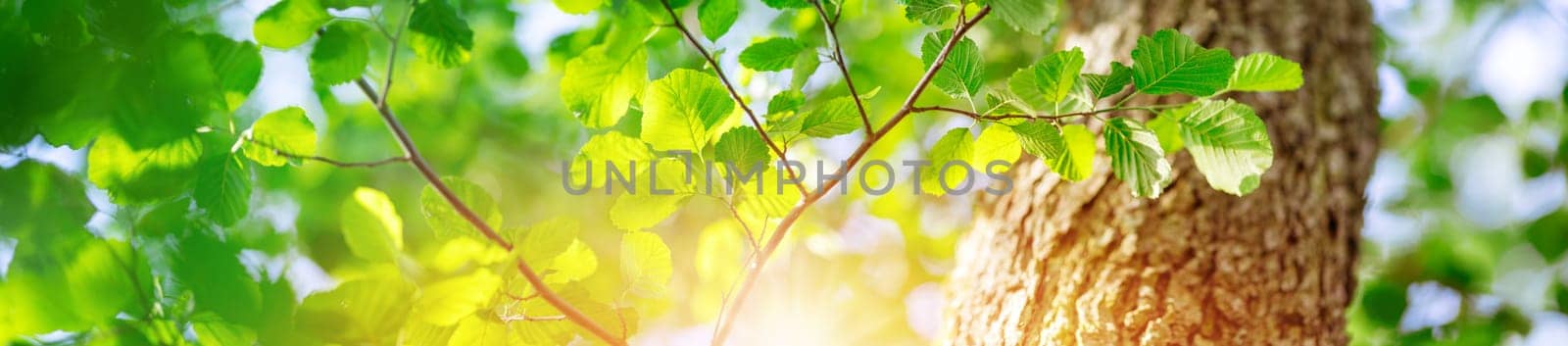 Panoramic view of the fresh foliage in natural park. Beautiful background of the sunshine in the forest.