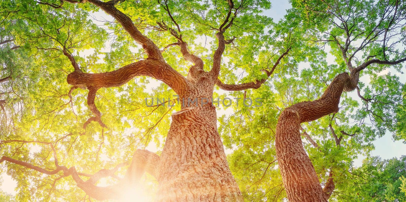 Old oak tree in sunlight in natural park in summer. Looking up from bottom.