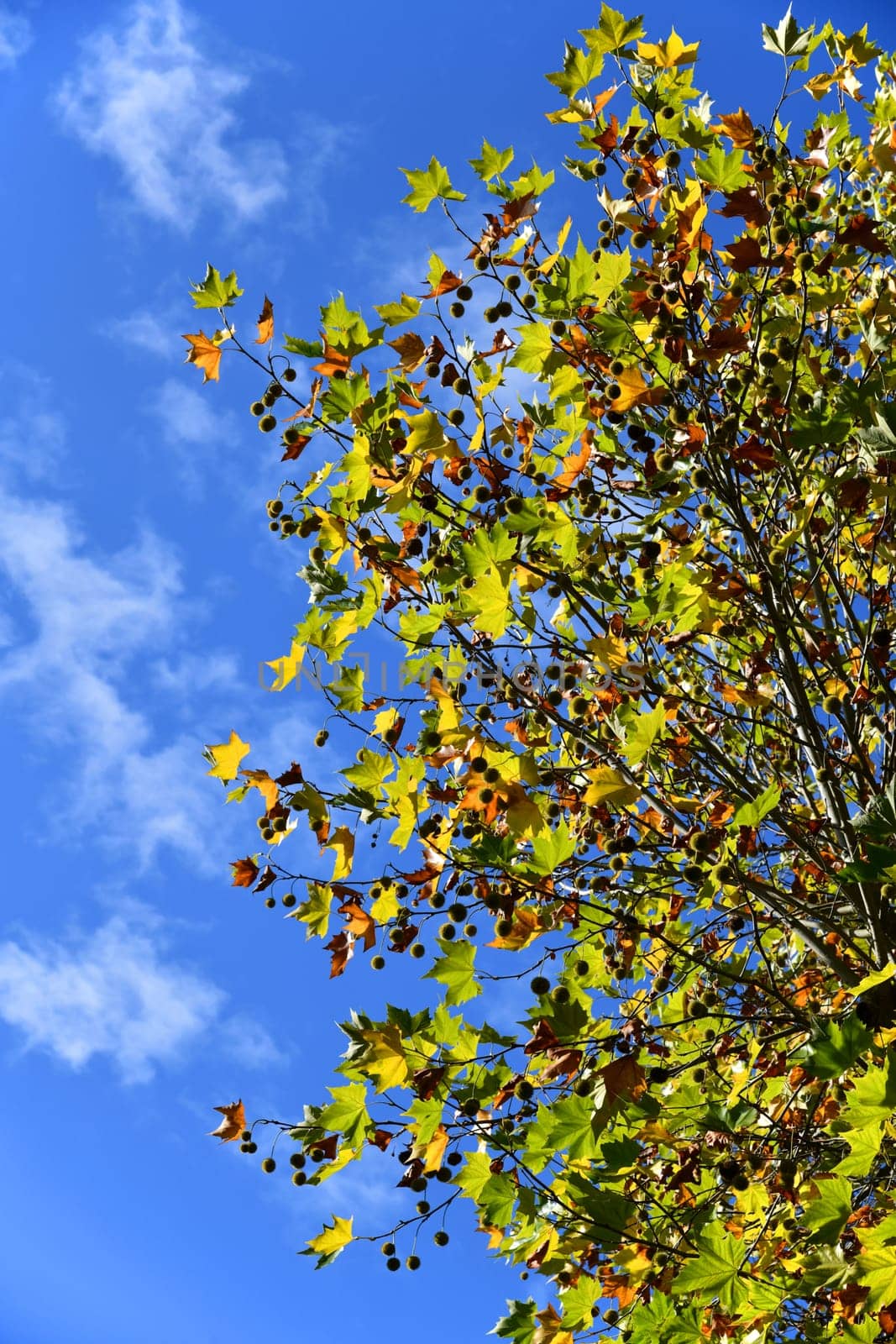 maple-leaved plane tree with fruits and beautiful autumn colors