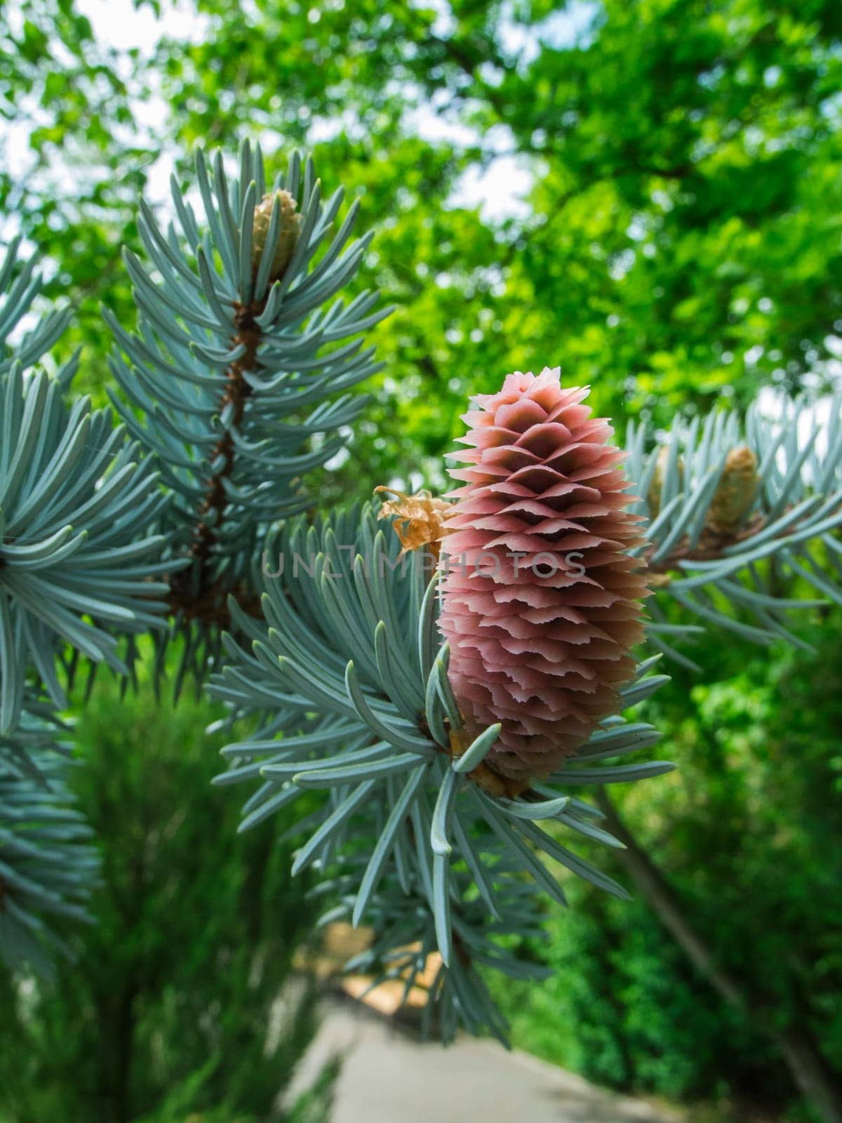 Close up view of fresh coniferous branches with single upright spruce cones against natural green background with deciduous trees.