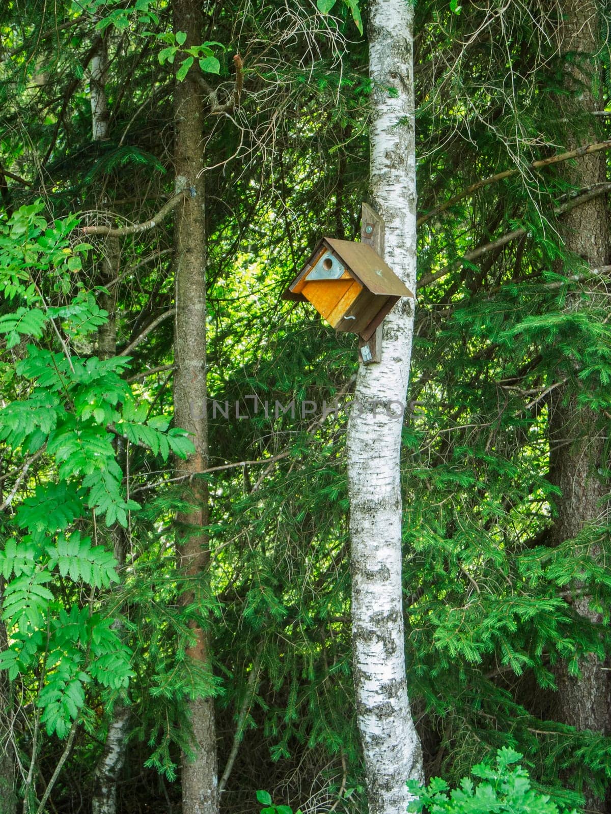 View of a bird house on a birch at the edge of the forest in Bavaria.