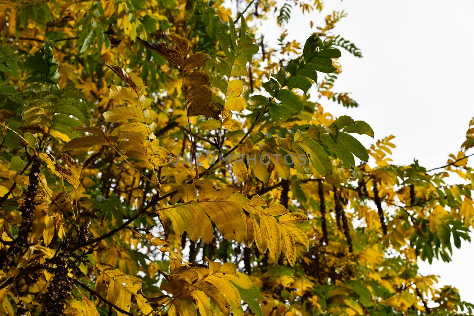wingnut with colorful autumn colors