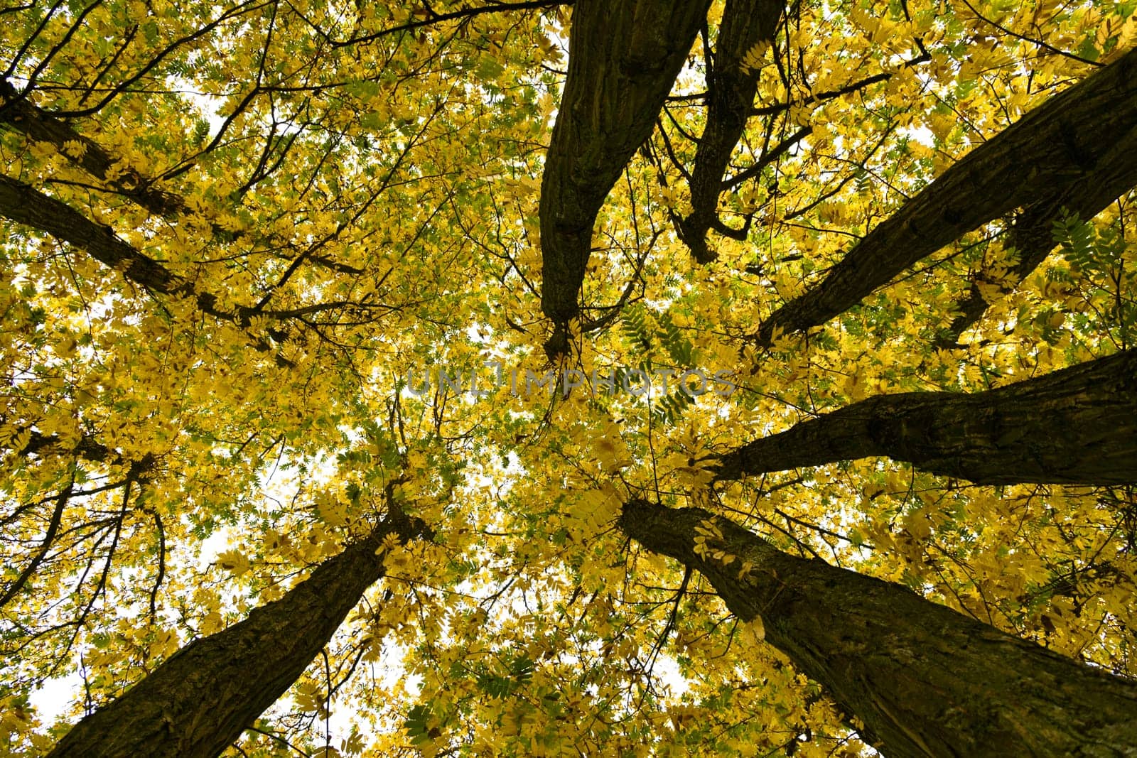 wingnut with colorful autumn colors
