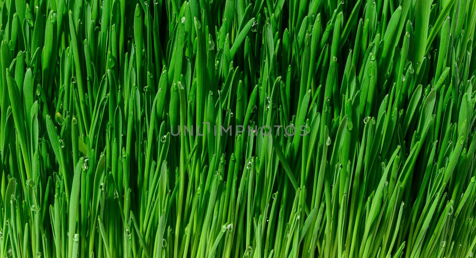 Green wheat sprouts with water drops, macro