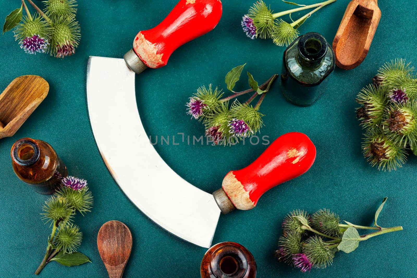 Burdock plant with flowers, herbal medicine. Top view