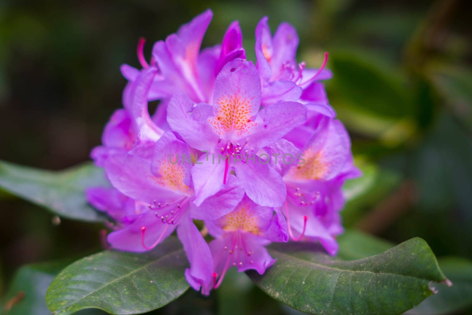 Close-up shot of a pink rhododendron flower, also called lali gurans in Nepal