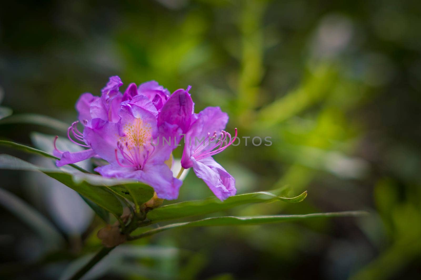 Close-up shot of a pink rhododendron flower, also called lali gurans in Nepal