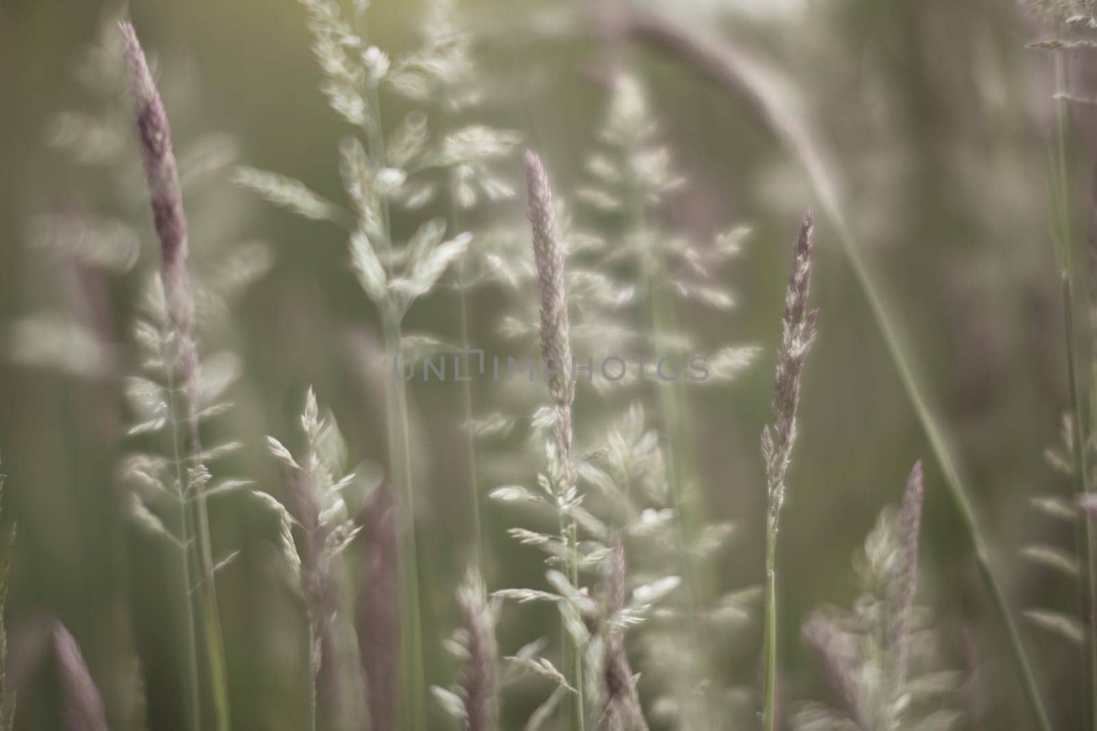 Dreamy and soft, selective focus closeup shot of grass and seeds. Cinematic look.