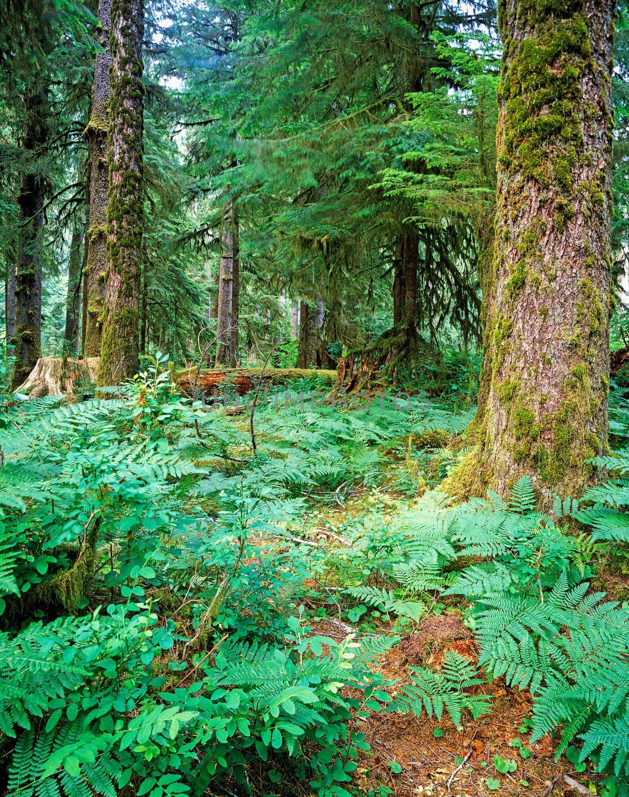 Forest in Olympic National Park, Oregon