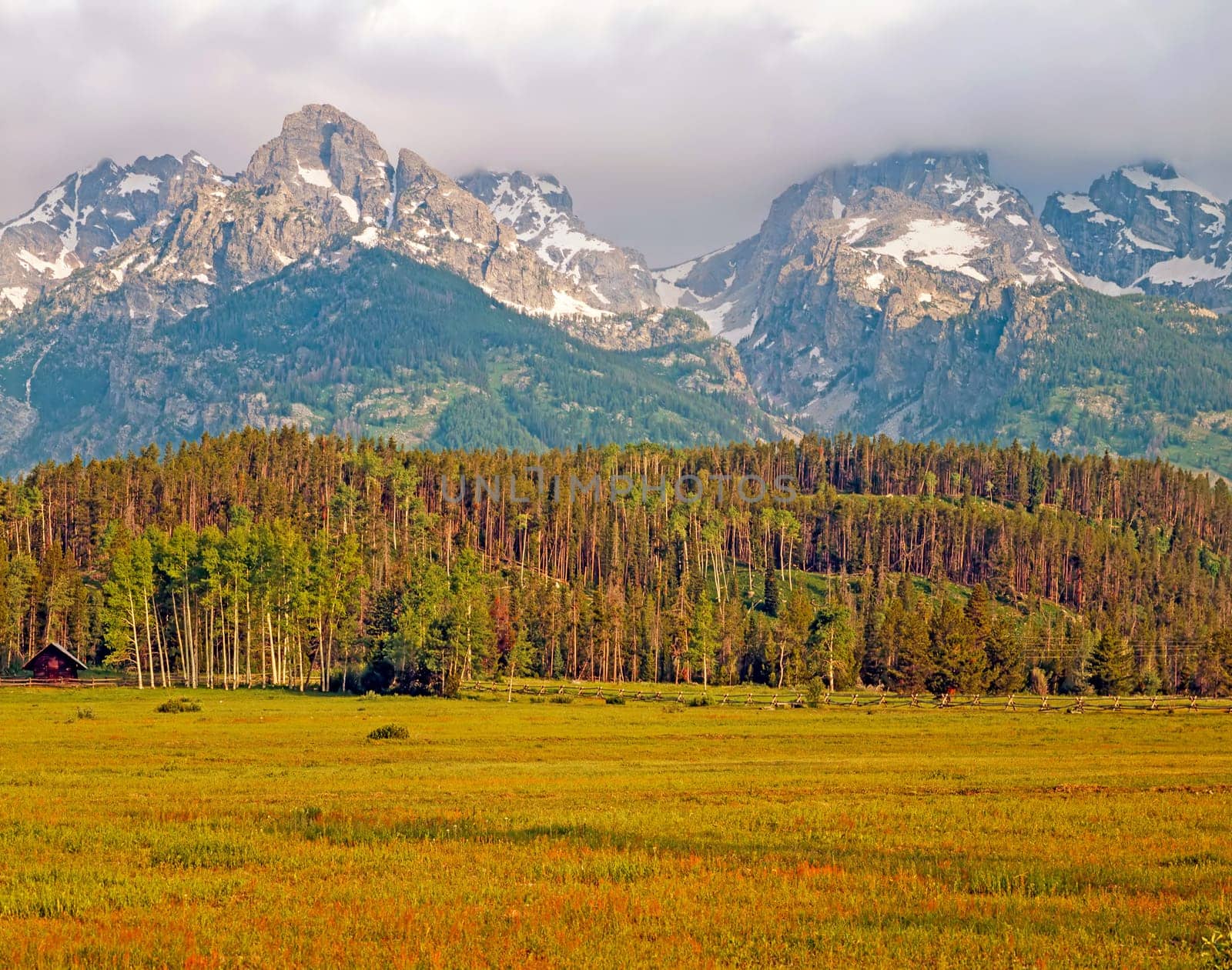 Fields and forest in Grand Teton , Wyoming