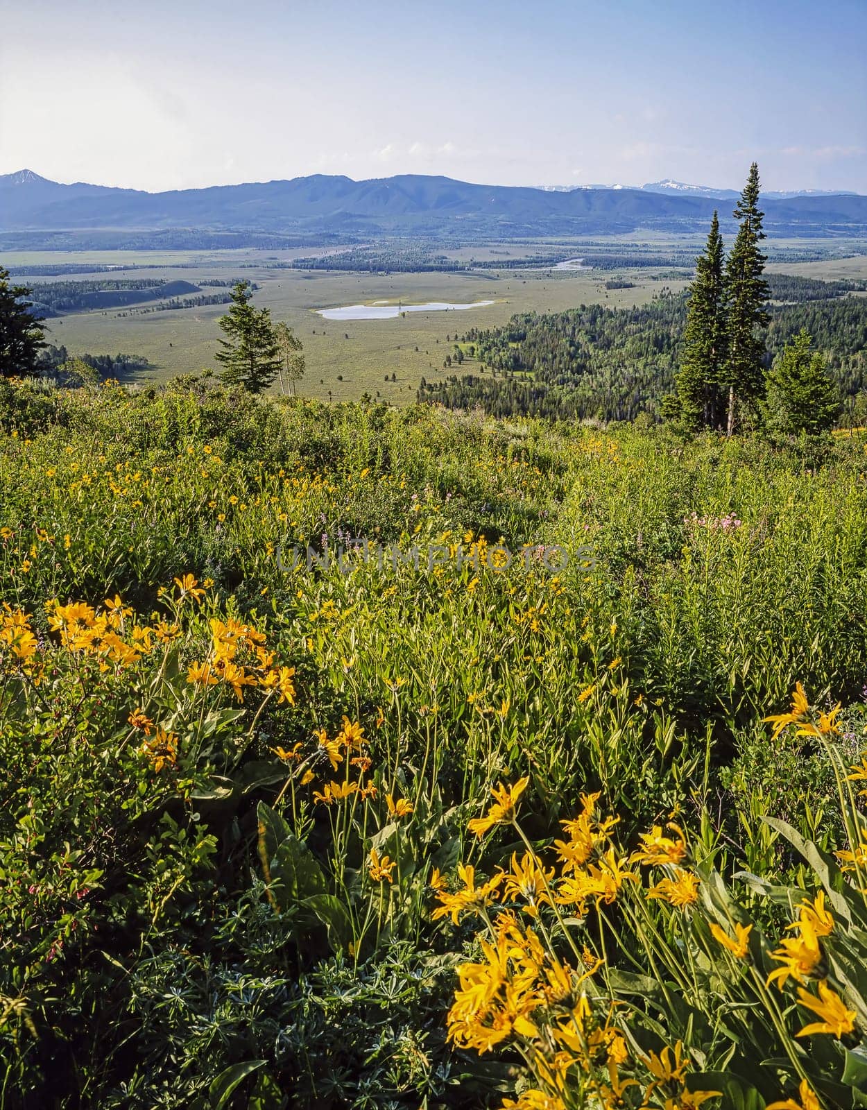 Meadows in Jackson Hole, Wyoming