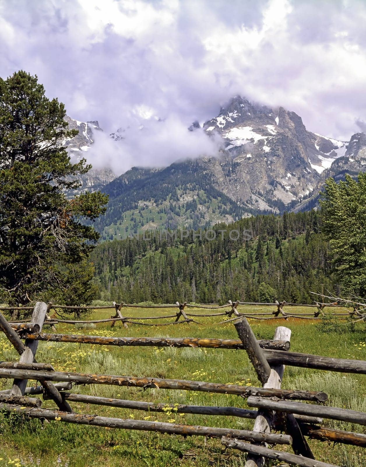 Field in Grand Teton, Wyoming
