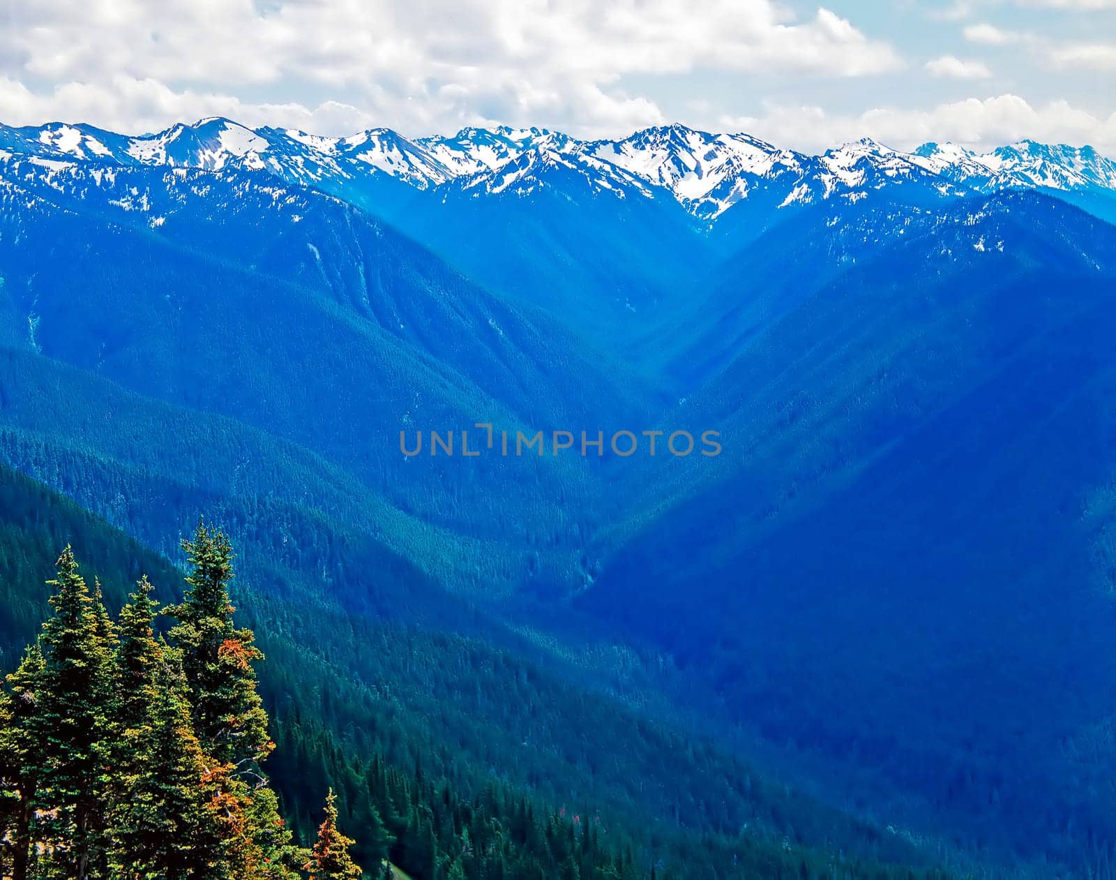 Hurricane Ridge in Olympic National Park, Washington