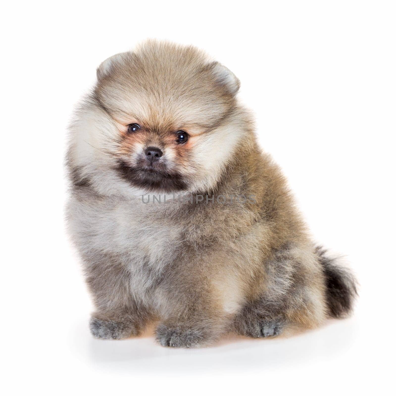 Portrait of a Pomeranian puppy age of 1,5 month isolated on white background