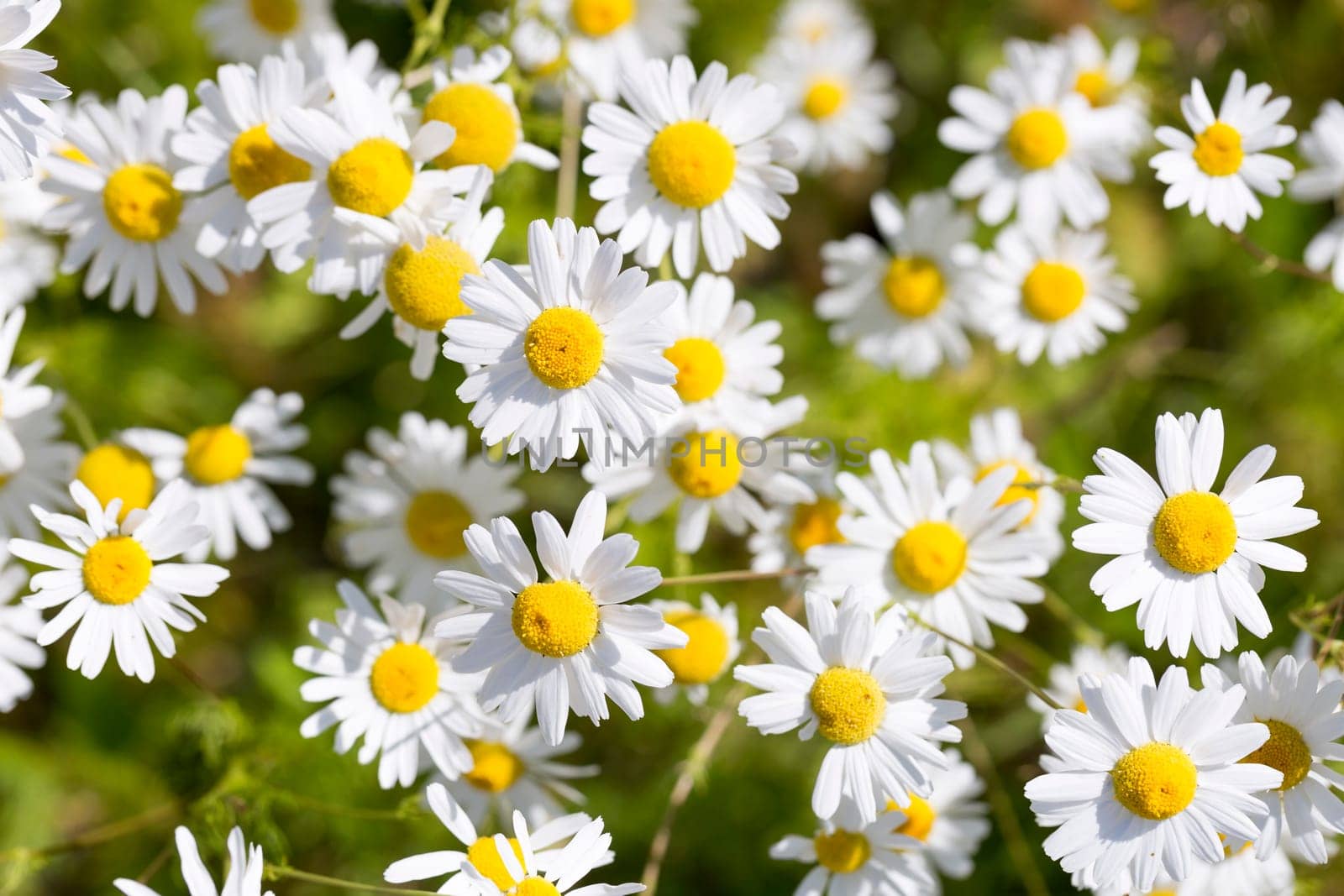Plenty of Ox-eye Daisy Flowers.