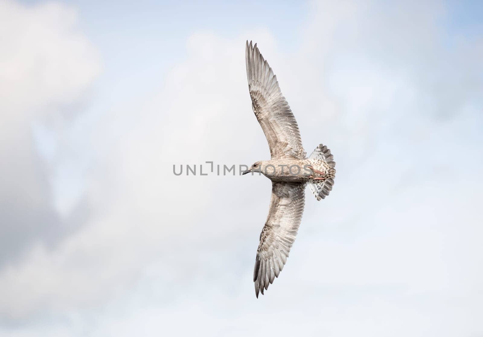Young Seagull Flying with a cloudy background.