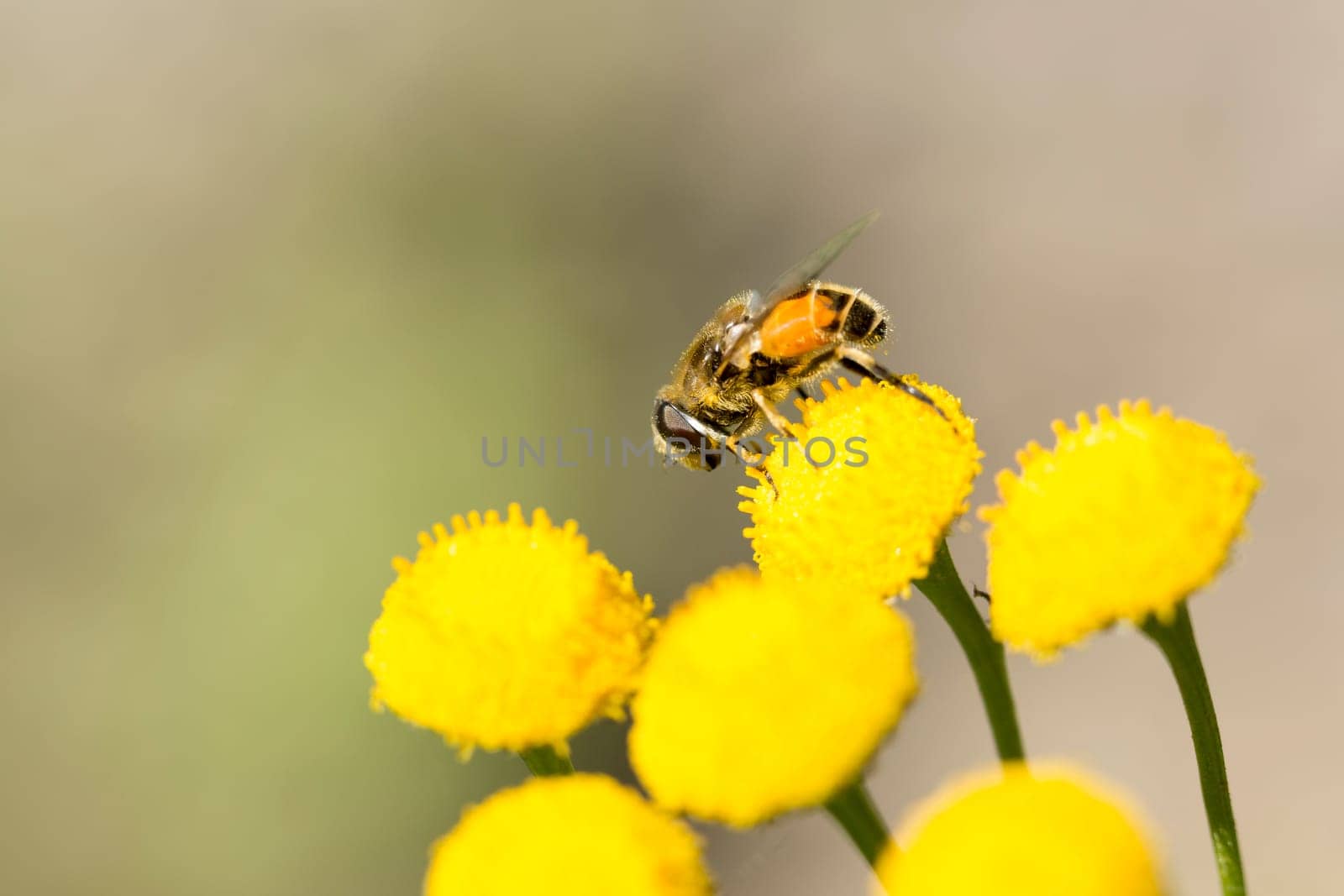 Insect Covered in Pollen on Flower close up.