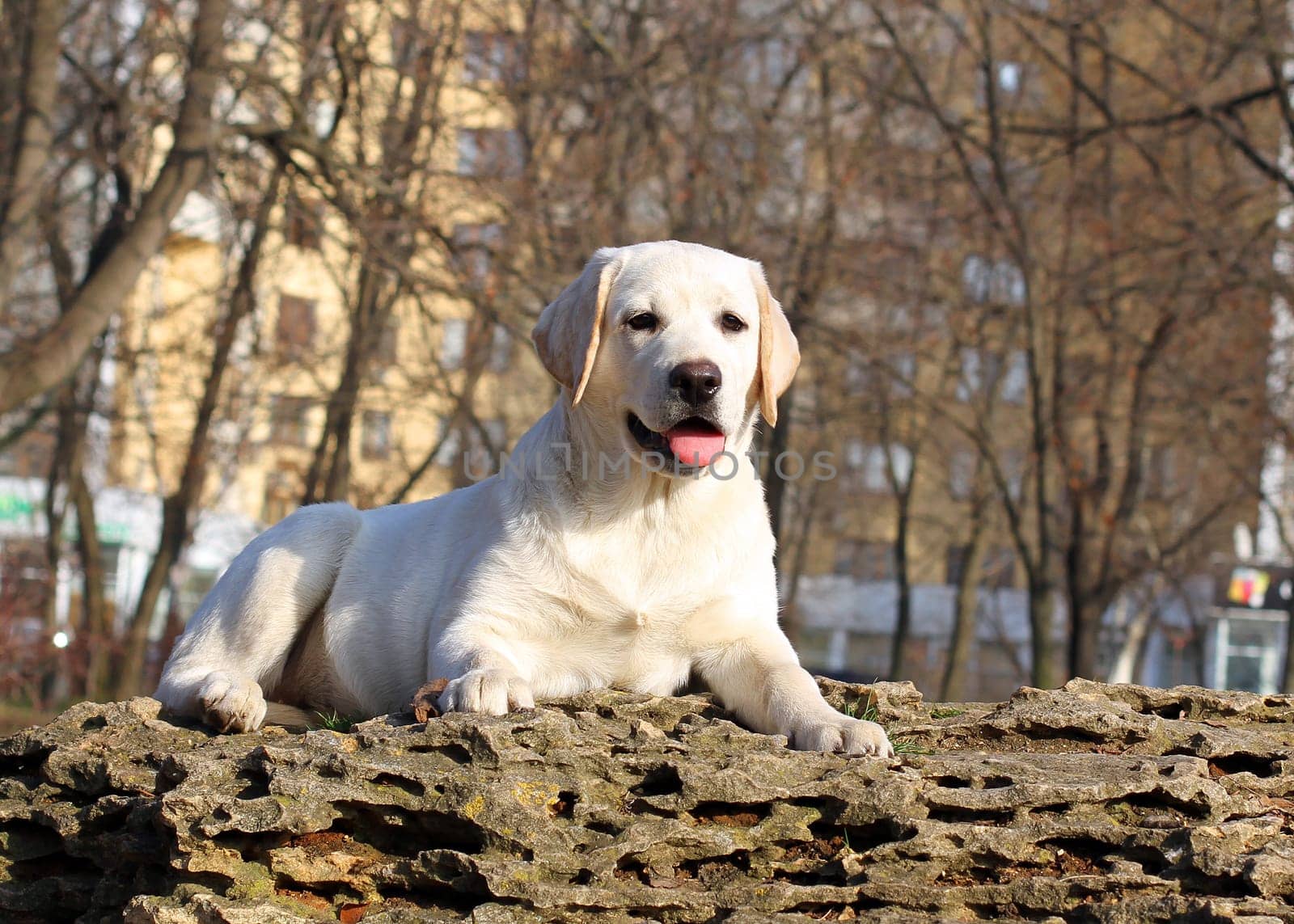 yellow nice labrador puppy in the garden