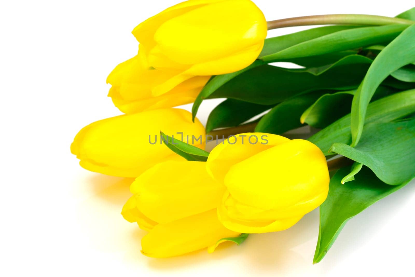 Beautiful Yellow tulips Isolated on White Background