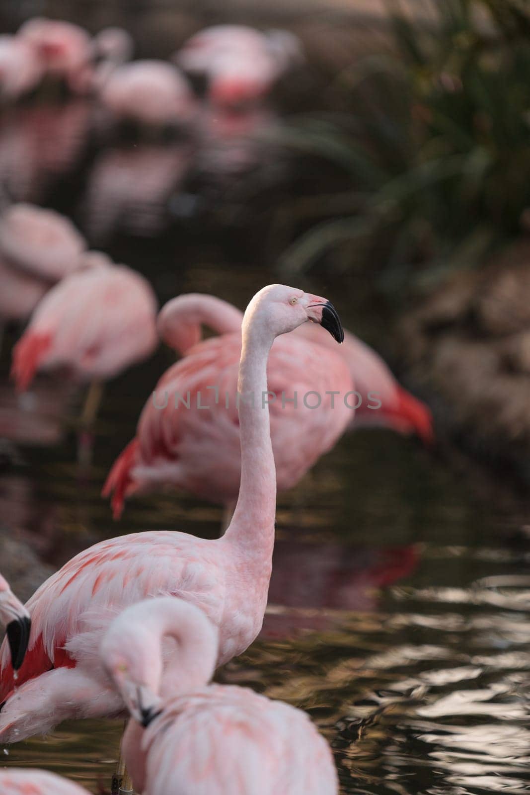 The Chilean flamingo, Phoenicopterus chilensis, is bright pink freshwater bird found in streams and lakes.