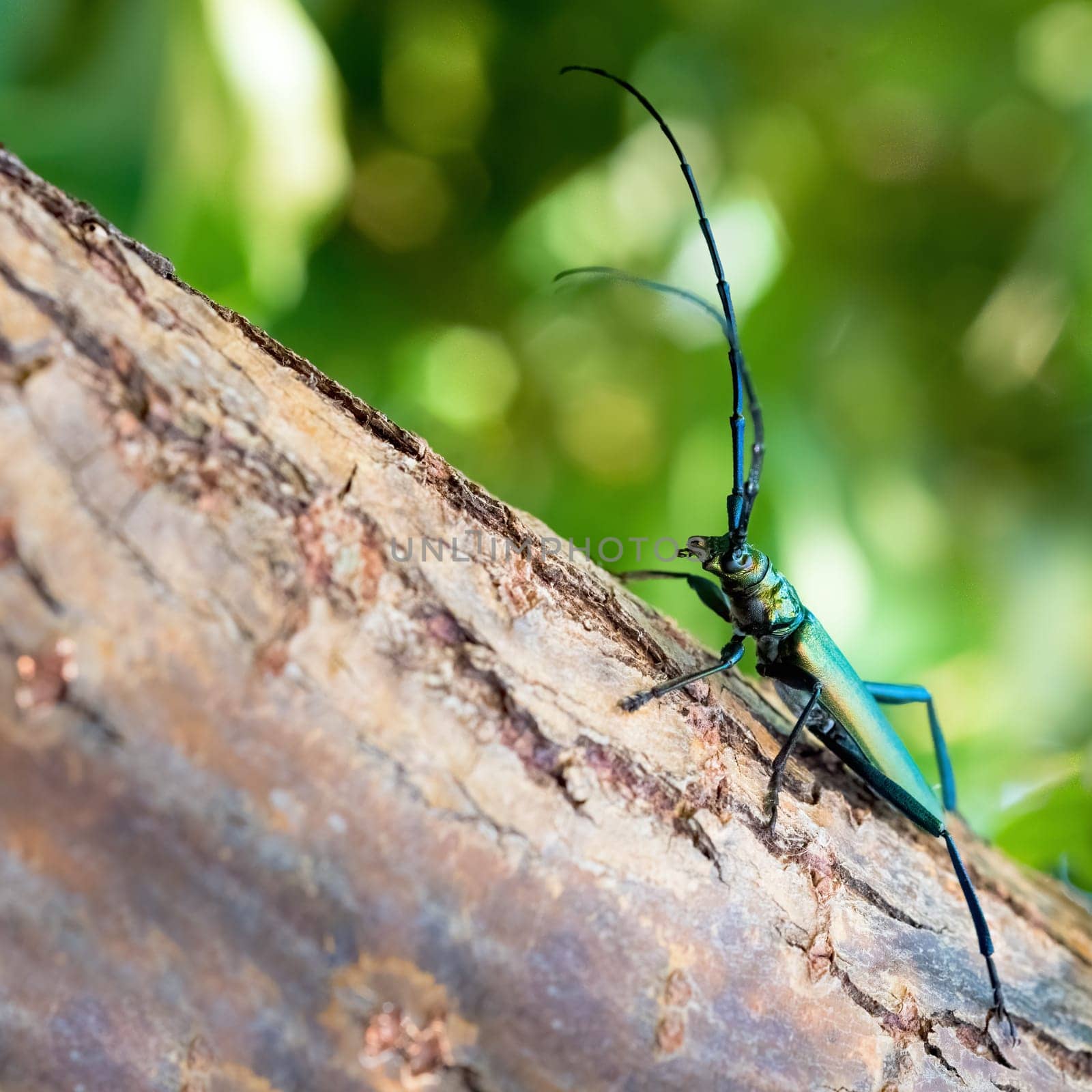 Musk beetle (Aromia moschata) on a tree trunk in summer in the wild