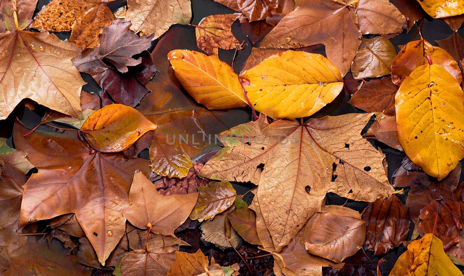 Yellow maple leaves on the asphalt next to a puddle. Abstract autumn background from the fallen maple leaves. Golden autumn.
