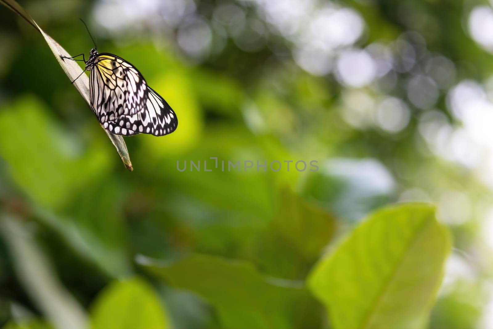 Beautiful rice paper butterfly is posing on a plant leaf.. There is enough free space for your use on the photo.
