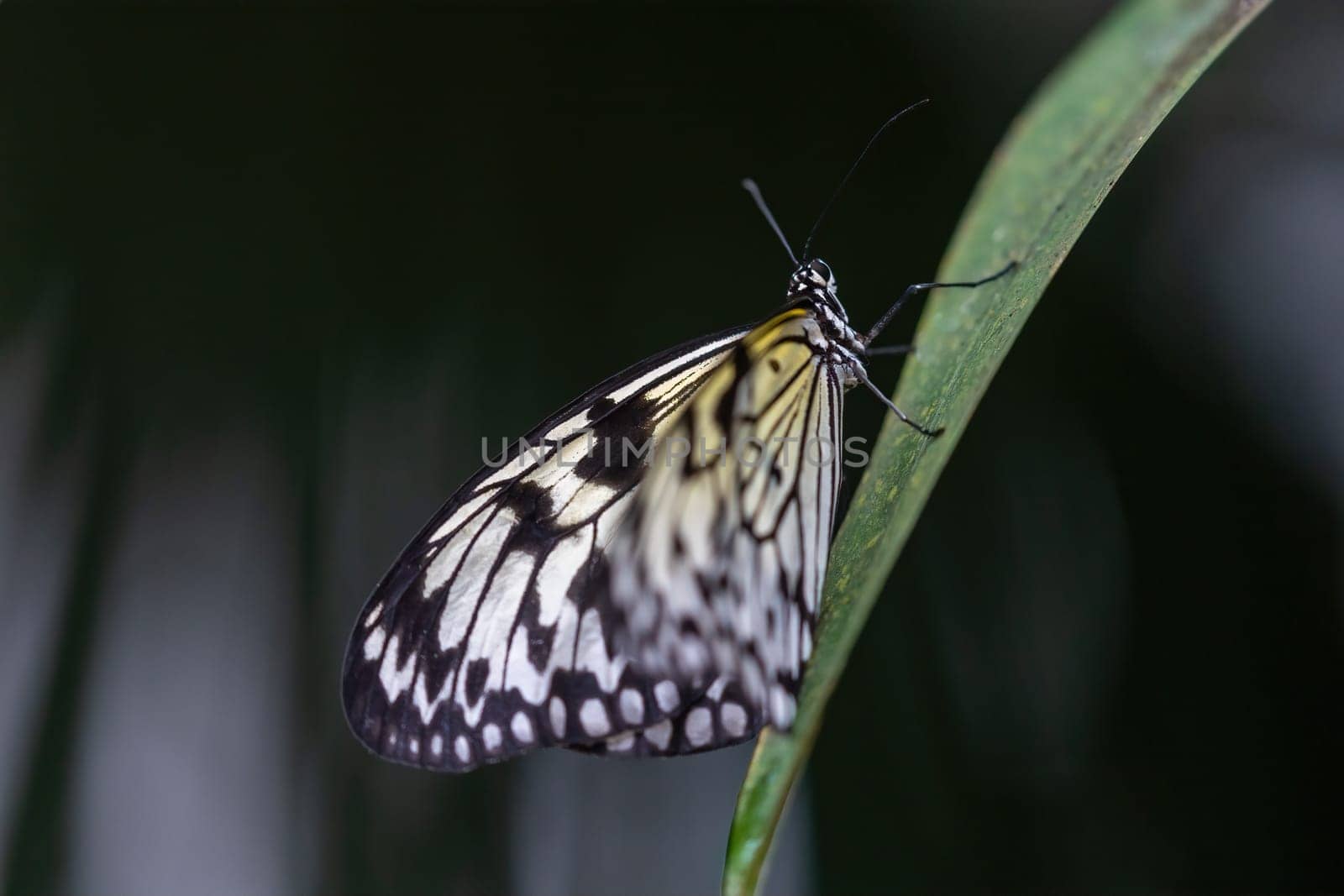 Beautiful rice paper butterfly is posing on a plant leaf on the dark background. Horizontally.
