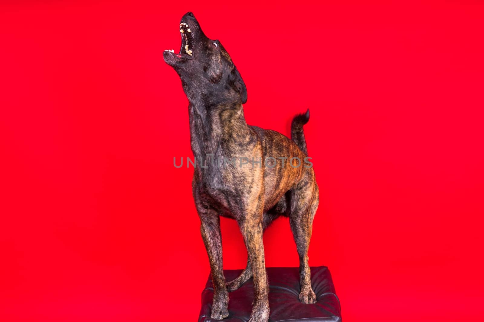 Brown dog shepherd executes command on a dark red yellow background