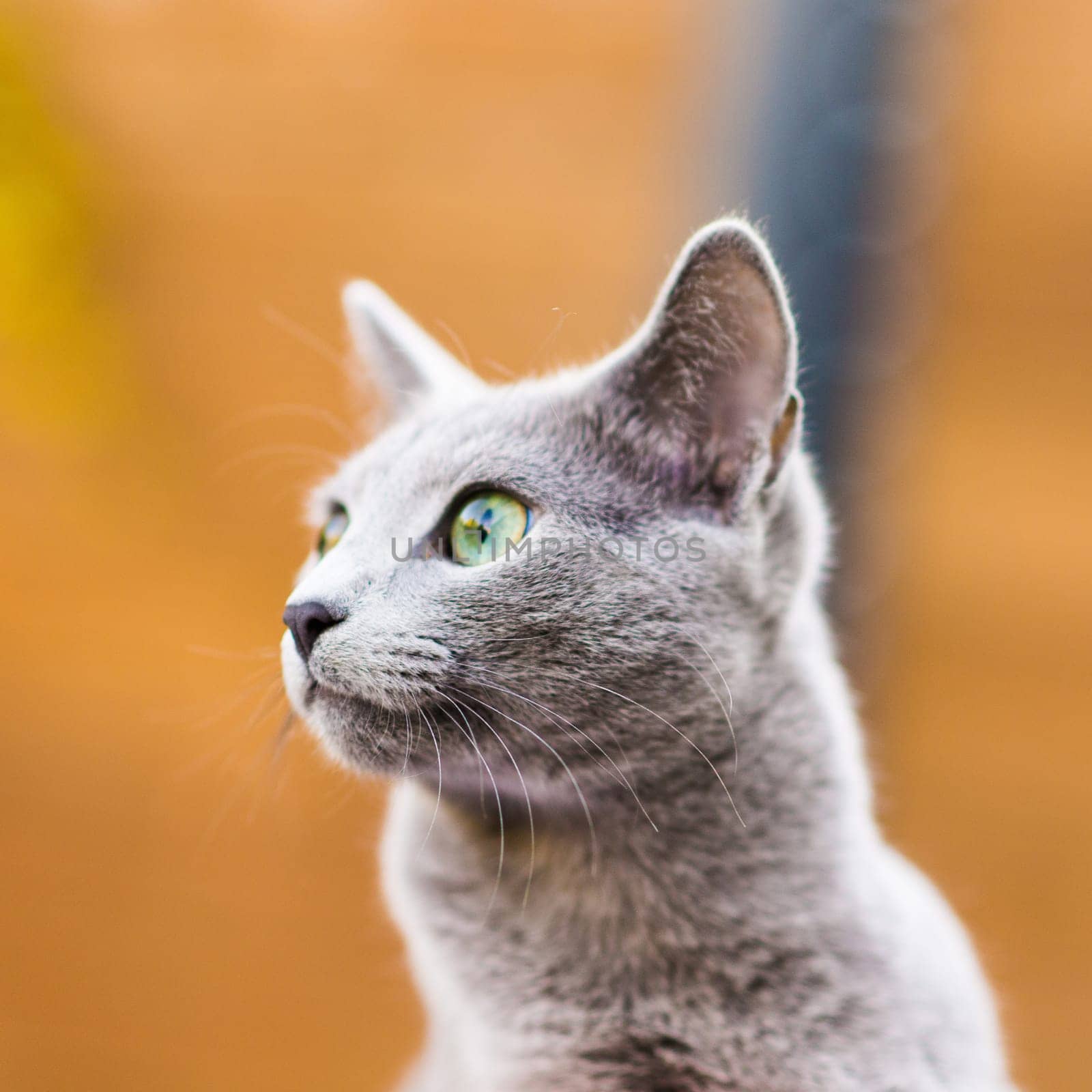 British playful cat on a table outdoors. Gaze, home pet, healthy lifestyle concept.