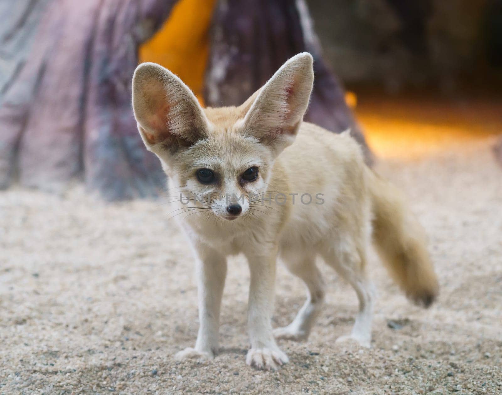 fennec fox (Vulpes zerda) is a small  fox  in the Sahara