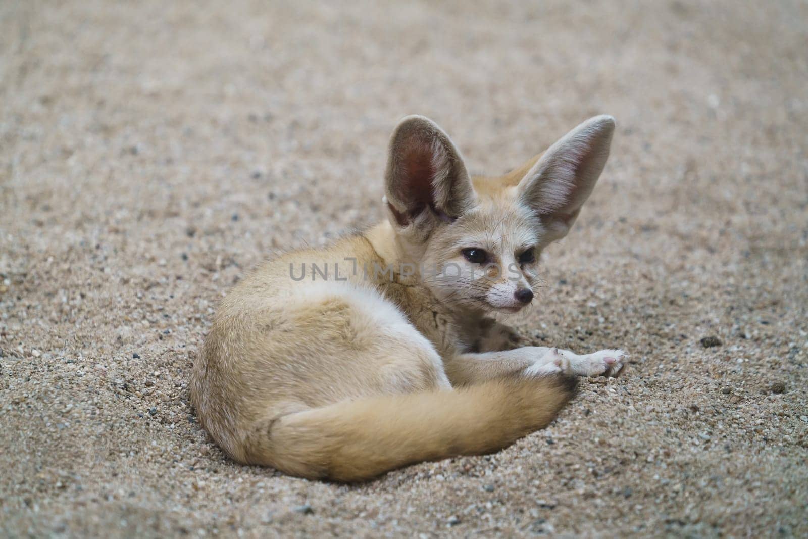 fennec fox (Vulpes zerda) is a small  fox  in the Sahara