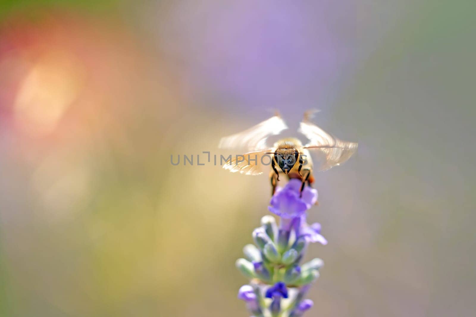 Closeup view of the  head of bee landing on a lavender flower. Horizontally.