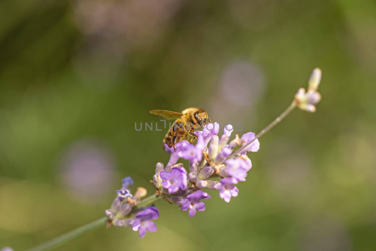 Honey bee is pollinating violet lavender flower closeup.  Horizontally.