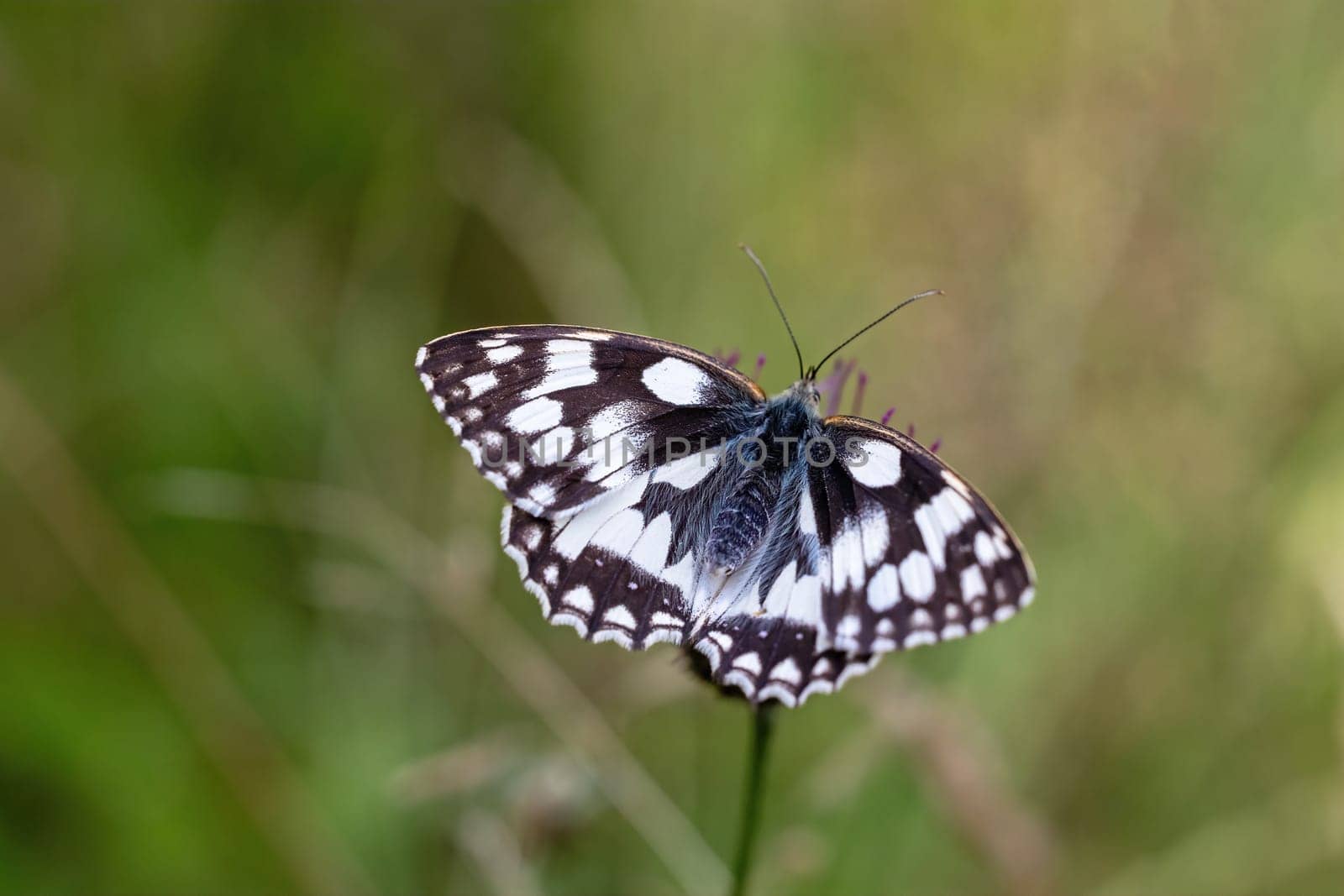 Marbled White (Melanargia galathea) butterfly is posing with open wings.  Horizontally.