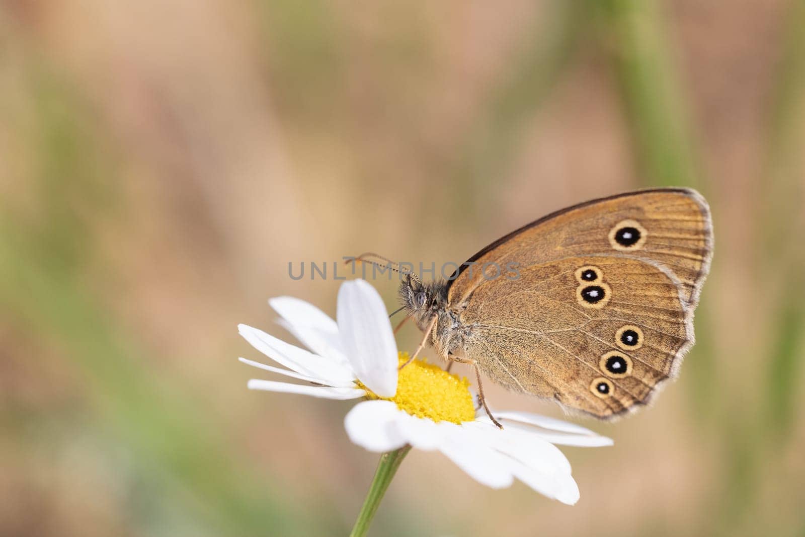 Closeup side view of Ringlet Butterfly (Aphantopus hyperantus) posing on white flower.
