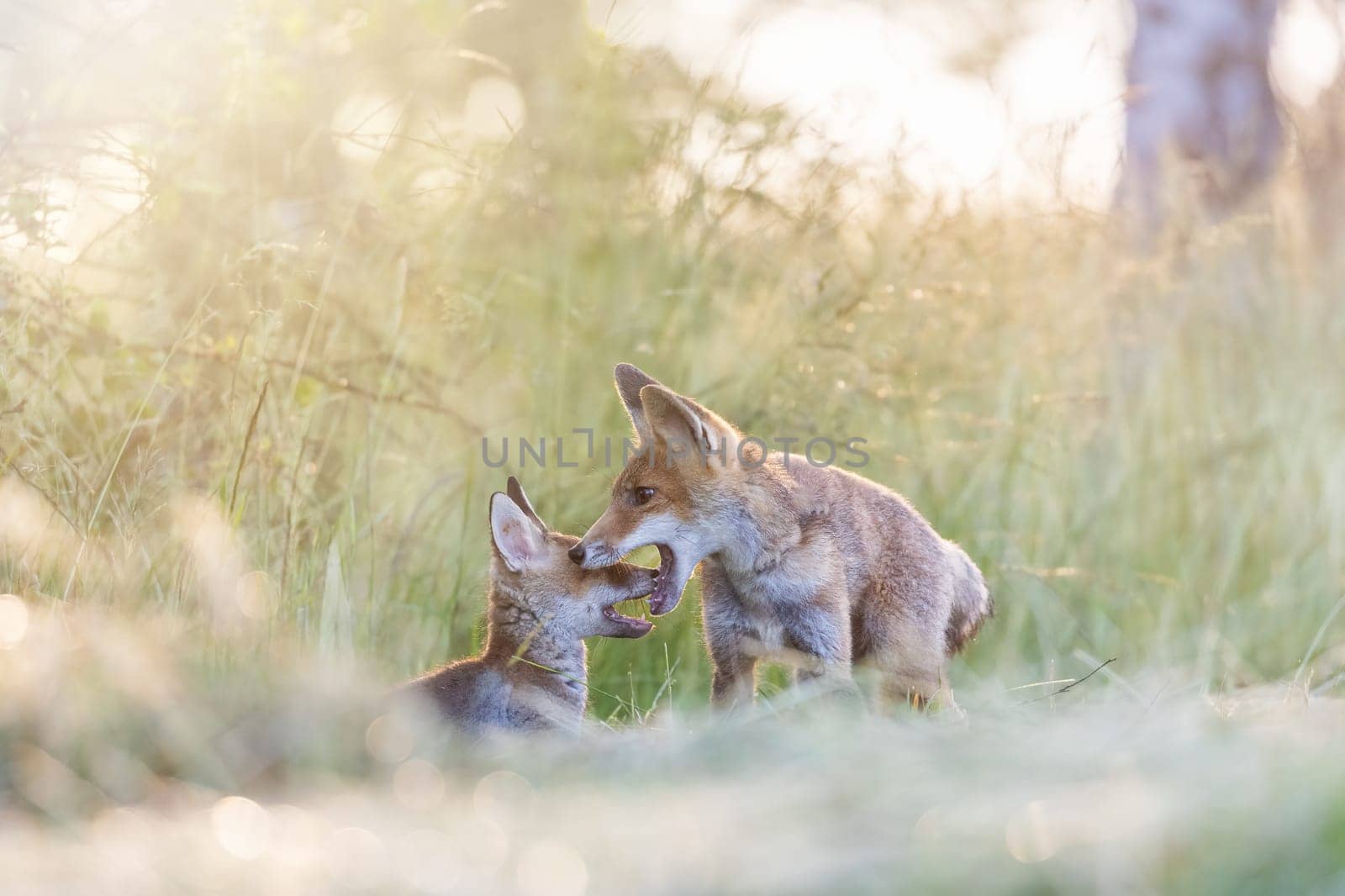 Pair of cute fox cubs is playing in field in the sunlight.  Horizontally.