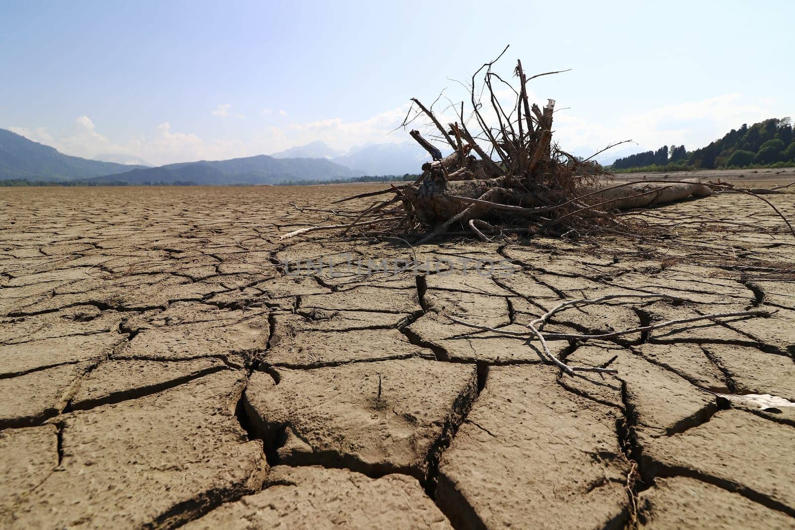 A tree root on the bottom of a dried up lake. The dried up lake Forggensee in Allgäu