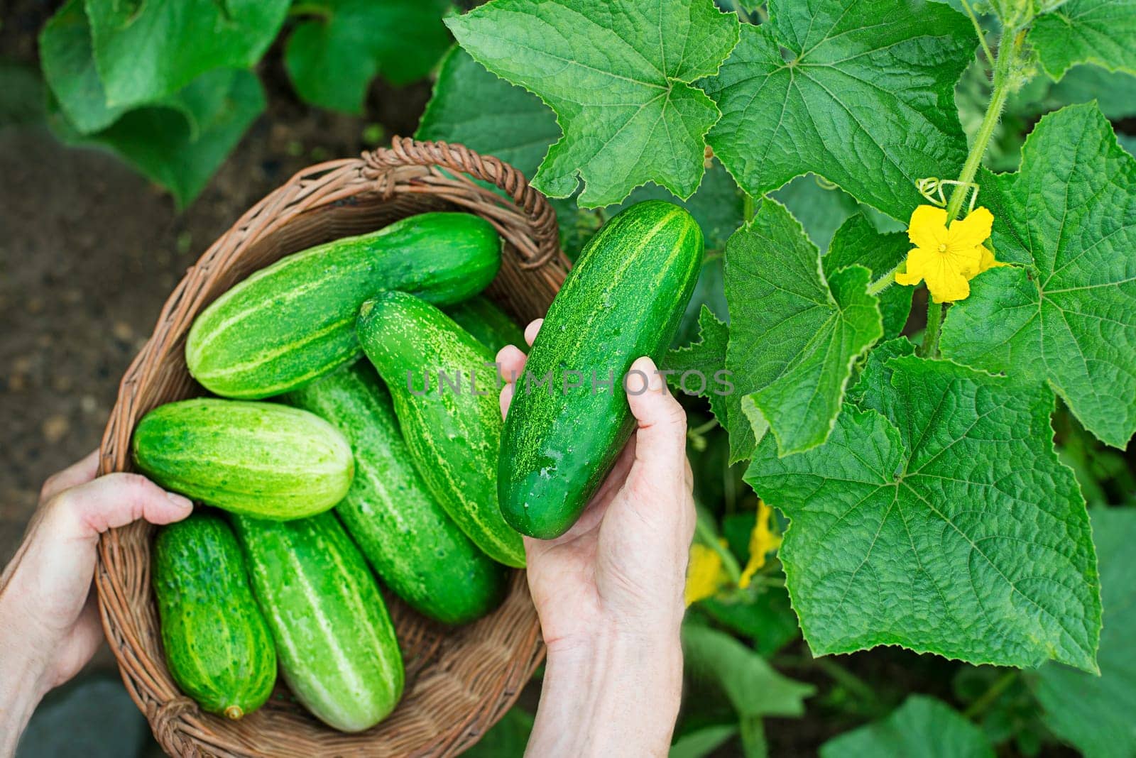Picking cucumber from the garden. Woman hand harvesting cucumber. Selective focus. Cucumbers harvest in summer. Summer vegetables.