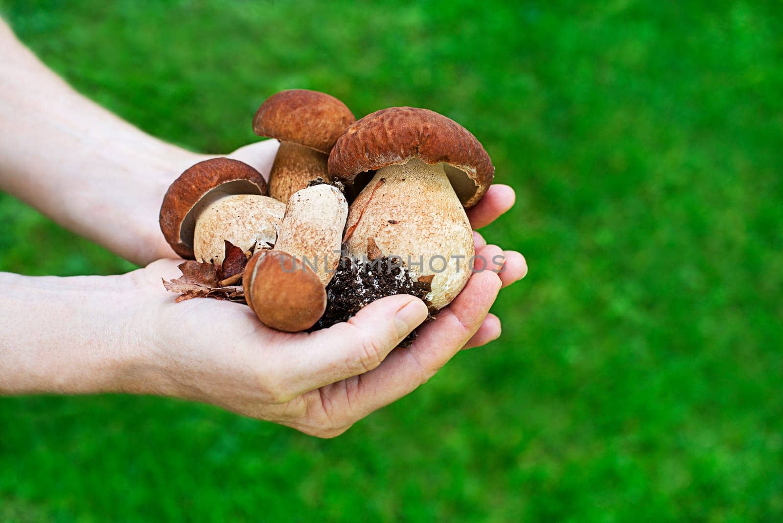 Woman holding cap mushrooms in garden. Boletus edulis mushrooms in the hands of a farmer background of nature Concept
