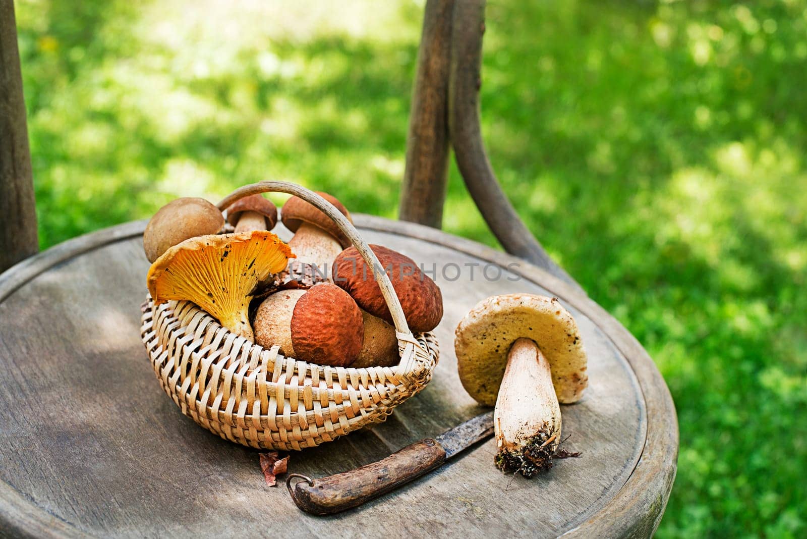 Brown cap Boletus Edulis background. Basket with porcini mushrooms outdoors on sunny day