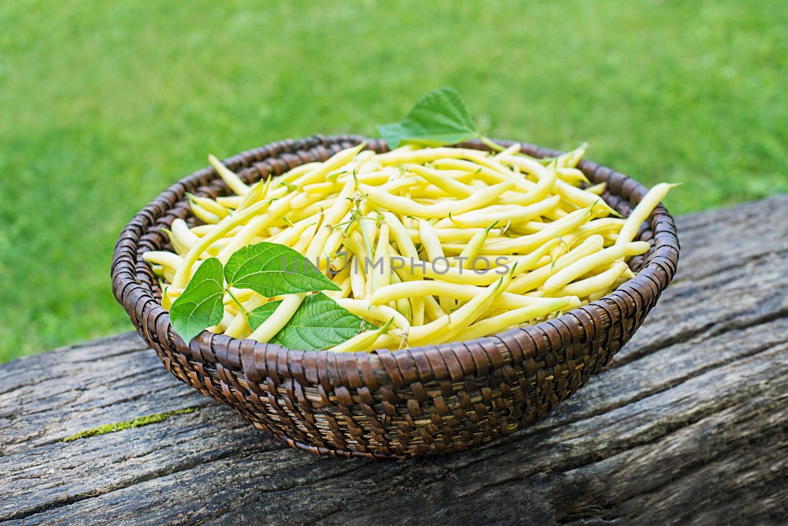 Freshly plucked yellow string beans in basket, vegetable garden in summer season background
