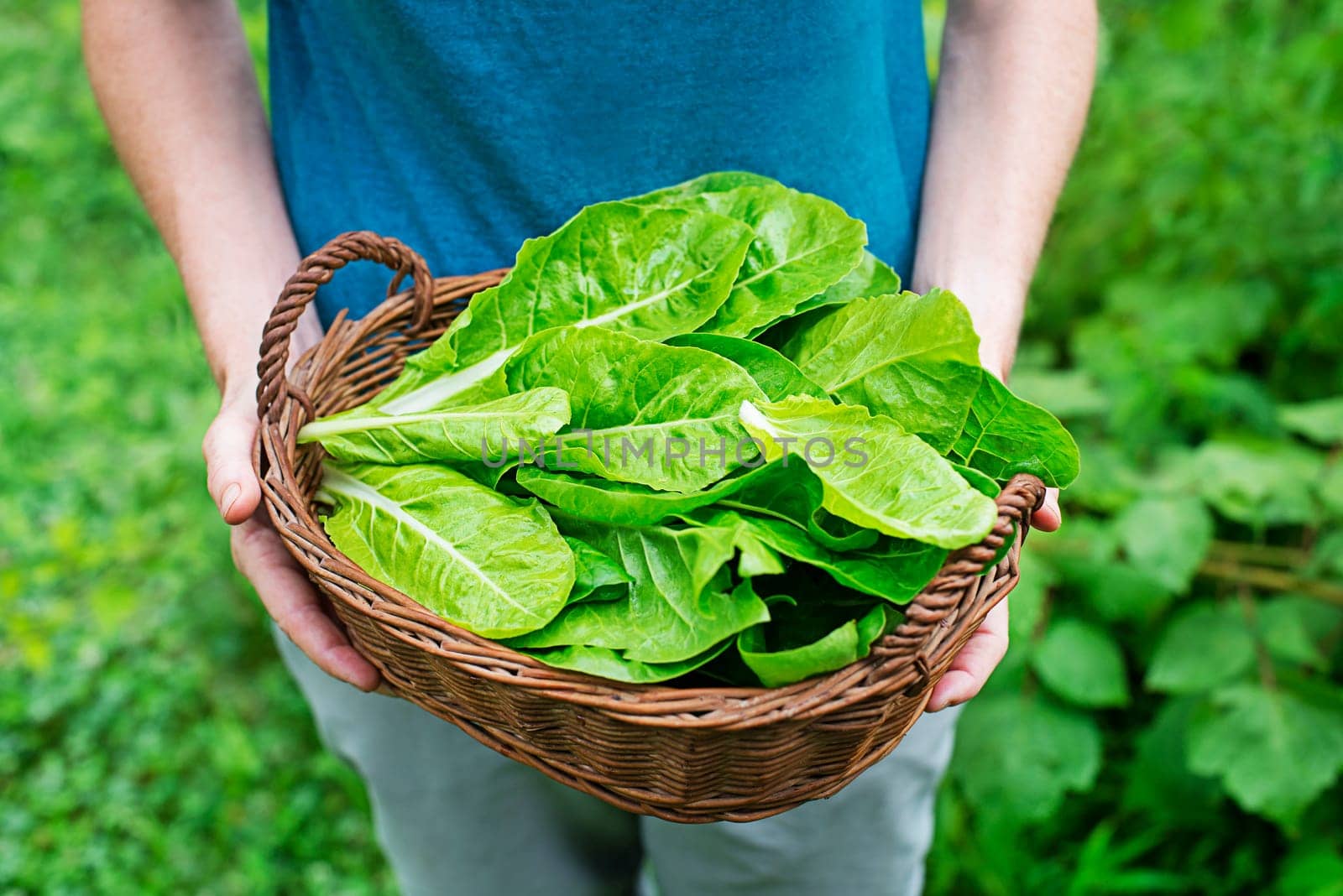 Woman carrying basket with freshly harvested chard leaves in garden. Green swiss chard or silverbeet whole plant the edible leaf lettuce vegetable for healthy food and vegan salad ingredient