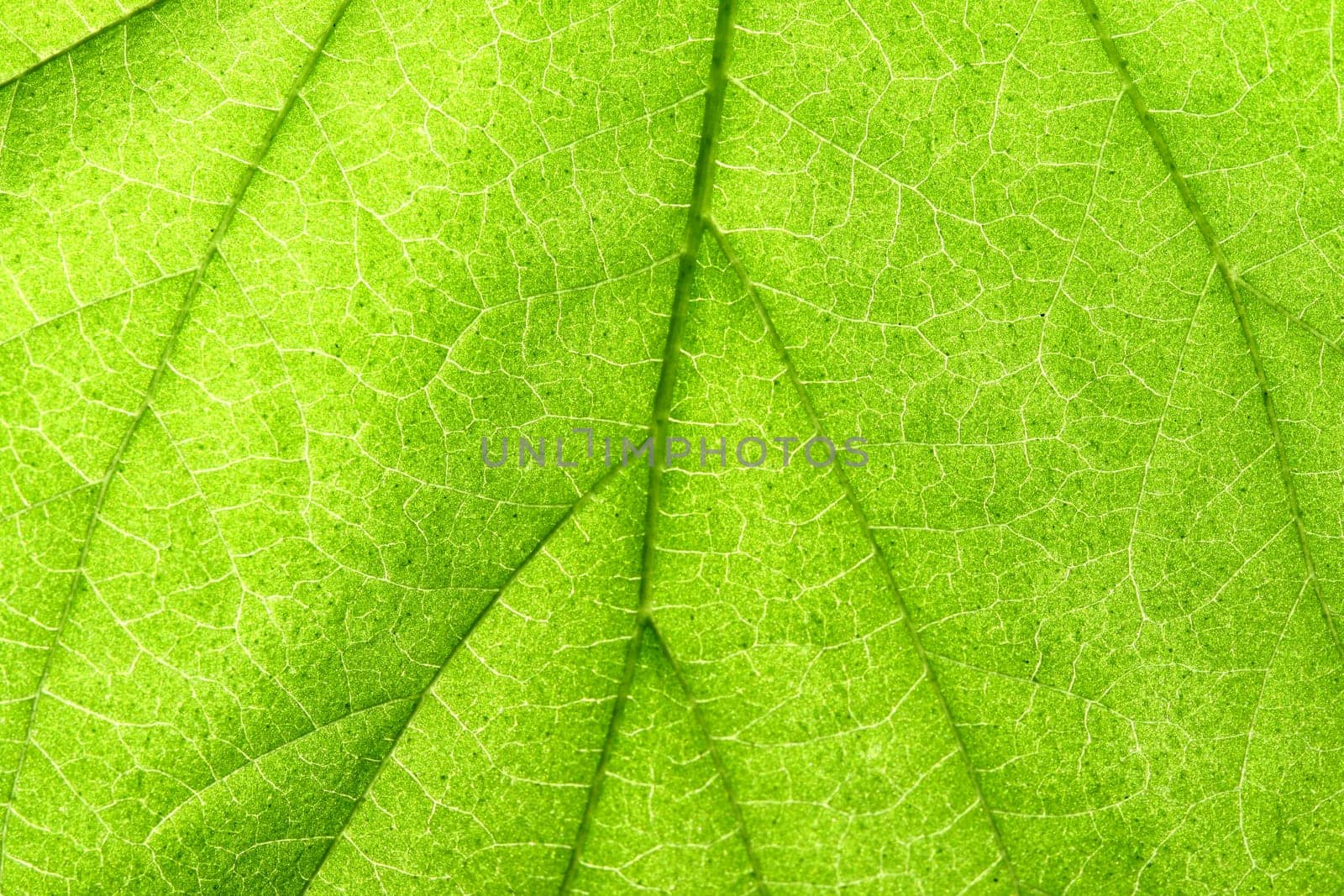 green leaf close up nature background